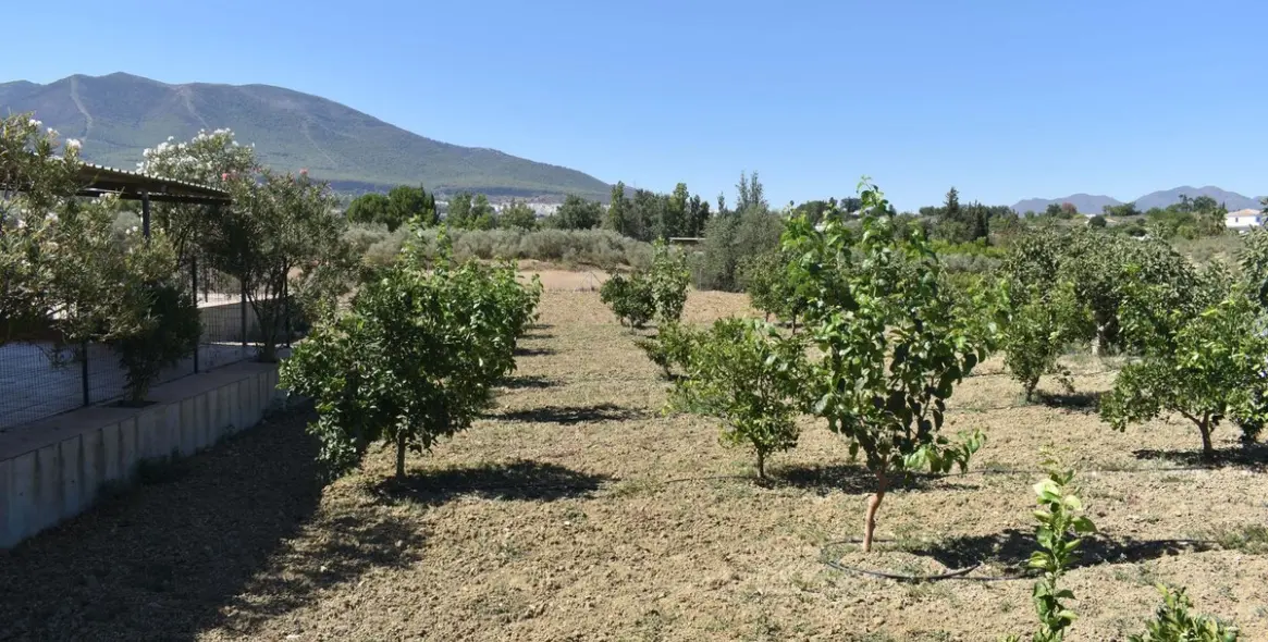Продажа финки в Alhaurín el Grande 32