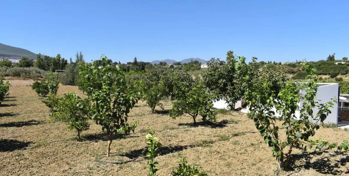 Продажа финки в Alhaurín el Grande 33