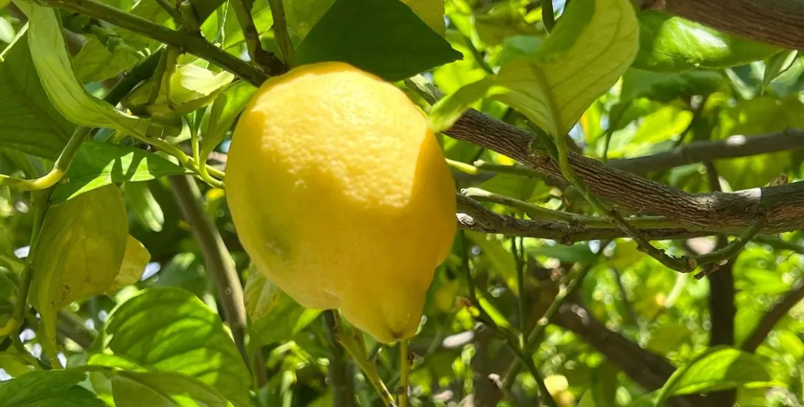 Продажа таунхауса в Alhaurín el Grande 35