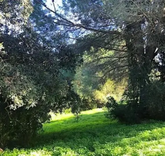 Venta de parcela residencial en Sotogrande Alto