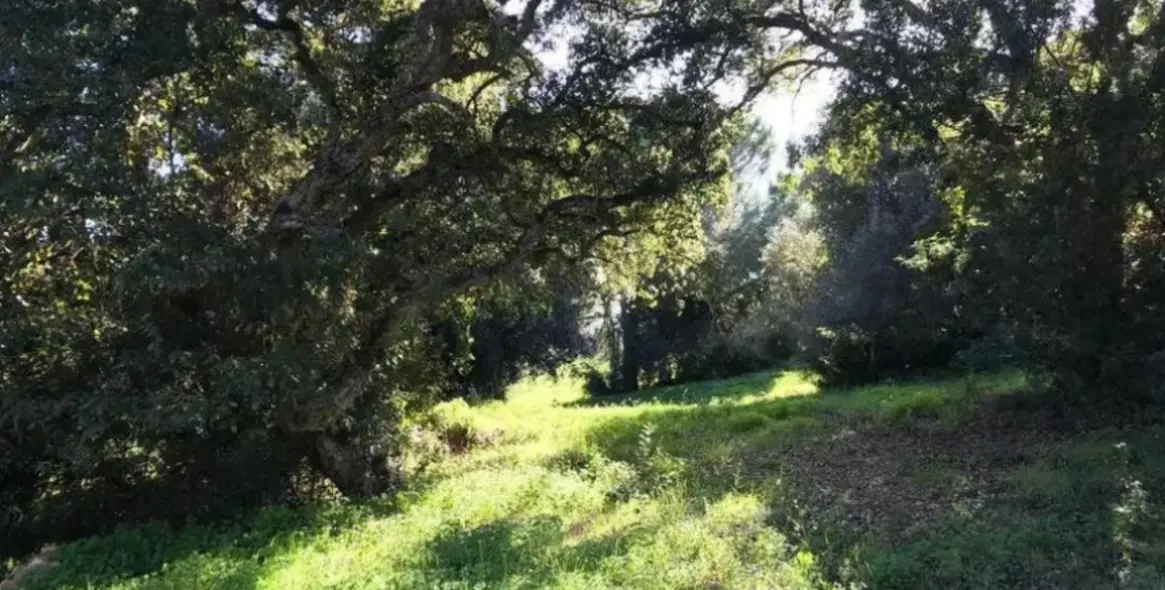 Venta de parcela residencial en Sotogrande Alto 3