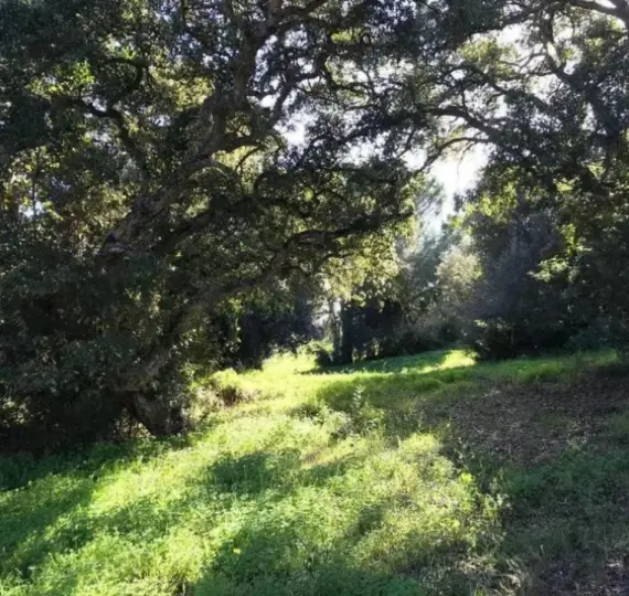 Venta de parcela residencial en Sotogrande Alto