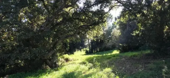 Venta de parcela residencial en Sotogrande Alto 2