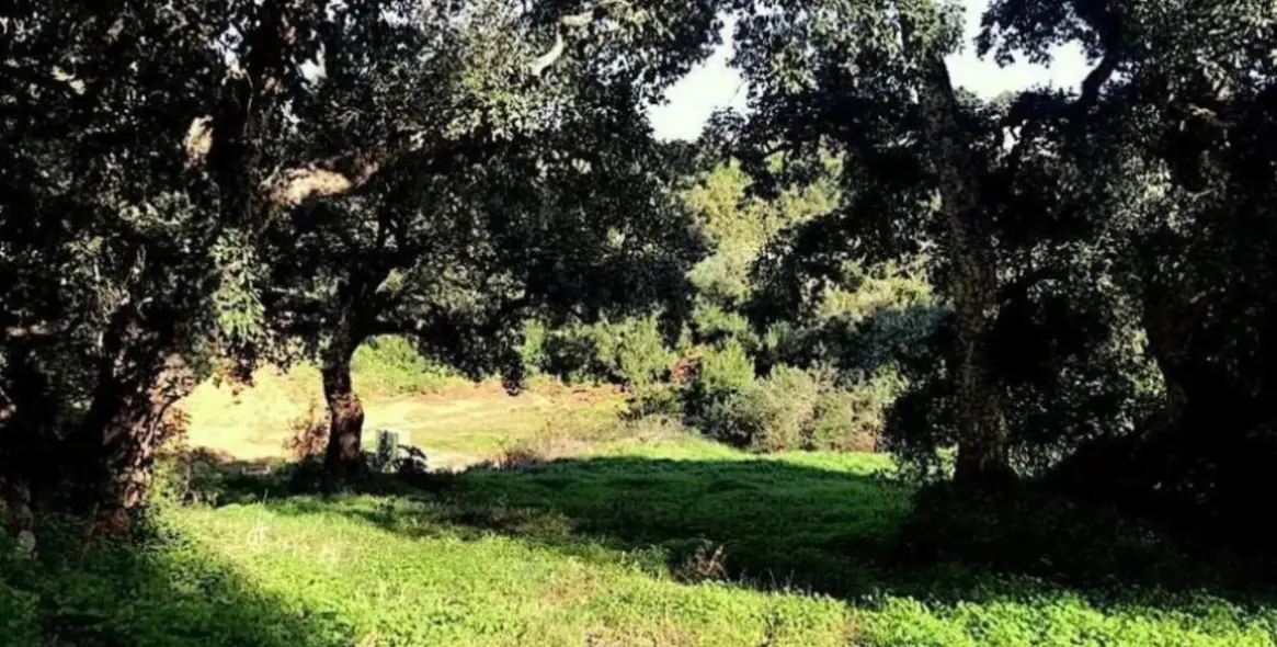 Venta de parcela residencial en Sotogrande Alto 4