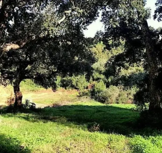 Venta de parcela residencial en Sotogrande Alto