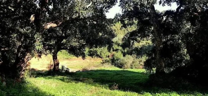 Venta de parcela residencial en Sotogrande Alto 3