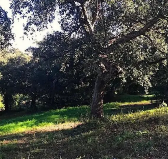 Venta de parcela residencial en Sotogrande Alto