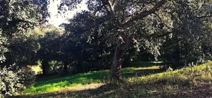 Venta de parcela residencial en Sotogrande Alto 4