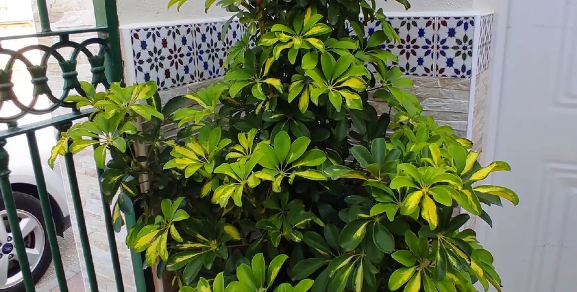 Продажа  отдельно стоящей виллы в Coín 44