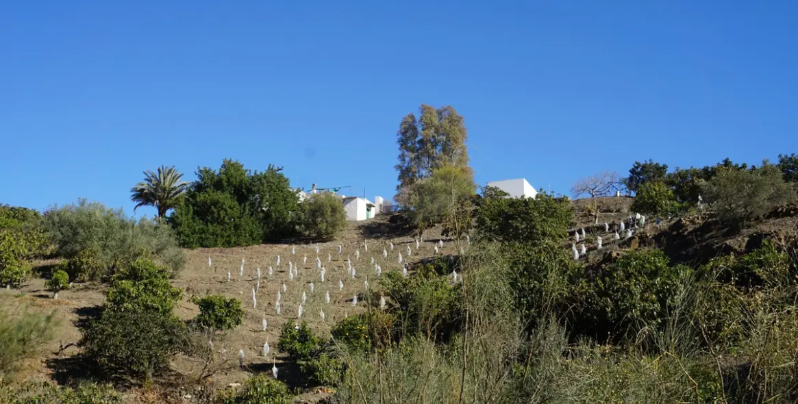 Продажа финки в La Viñuela 6