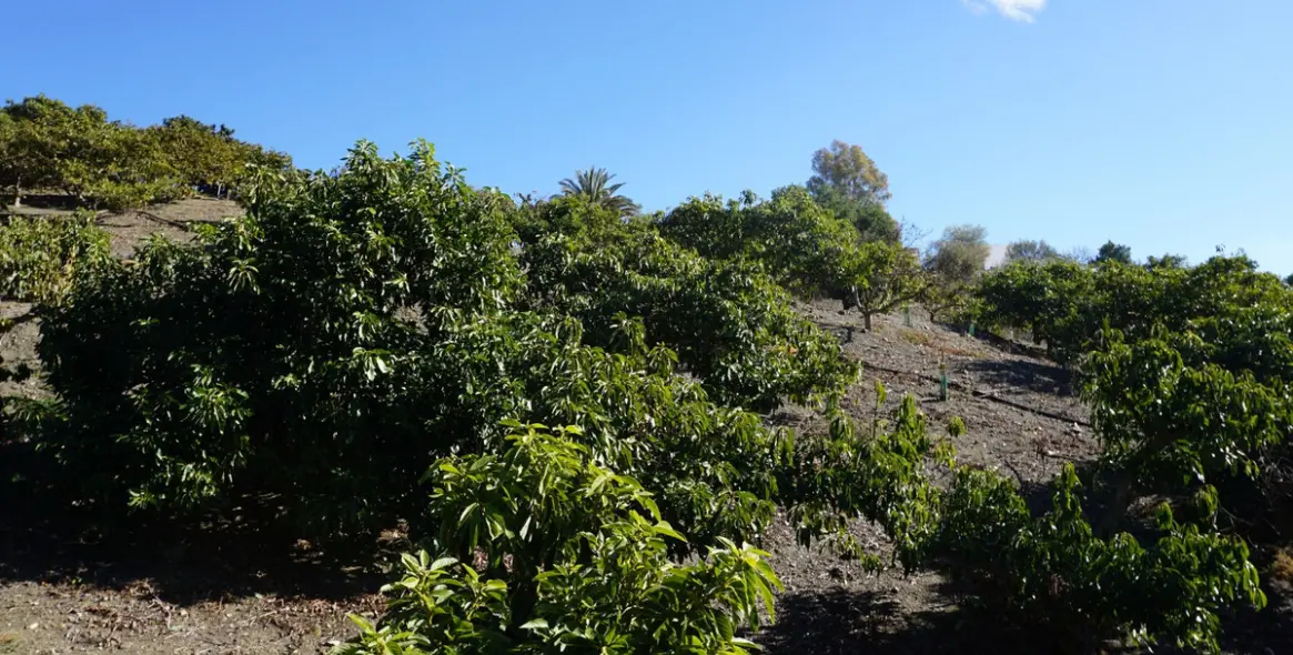 Продажа финки в La Viñuela 10