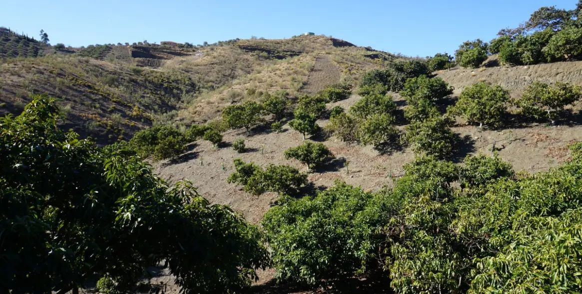 Продажа финки в La Viñuela 11