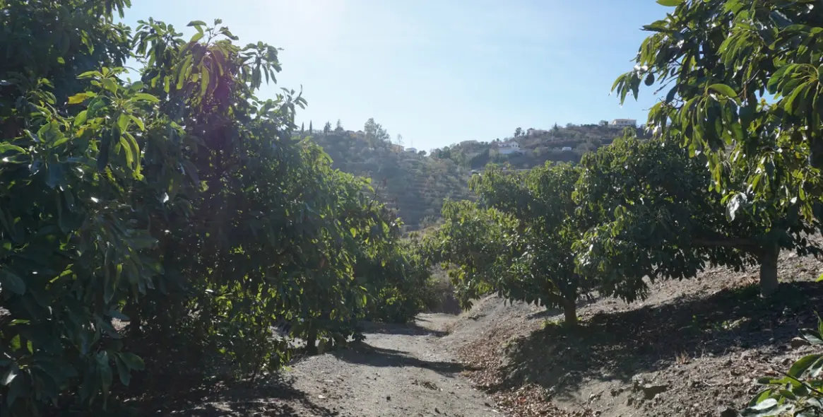 Продажа финки в La Viñuela 13