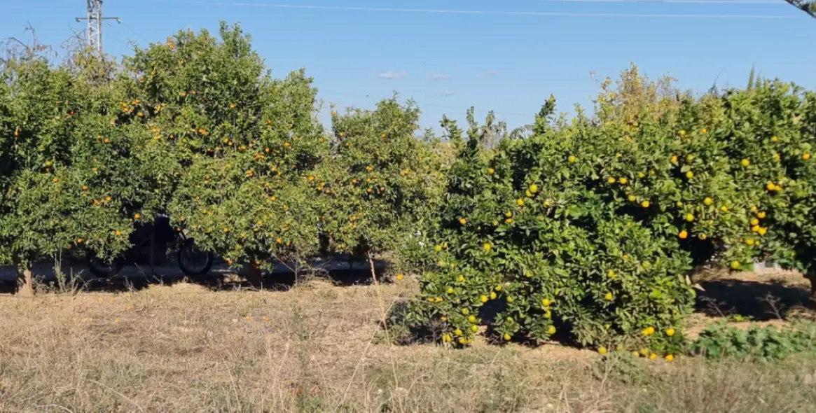 Venta de finca - cortijo en Alhaurín de la Torre 33