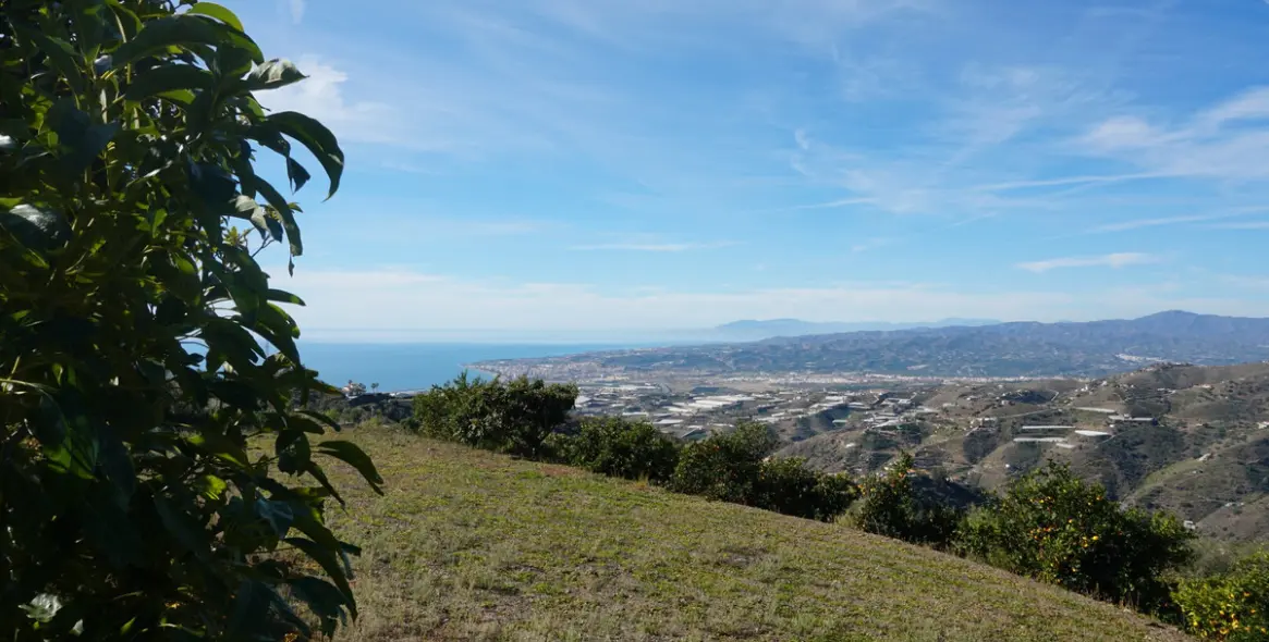 Продажа финки в Sayalonga 29