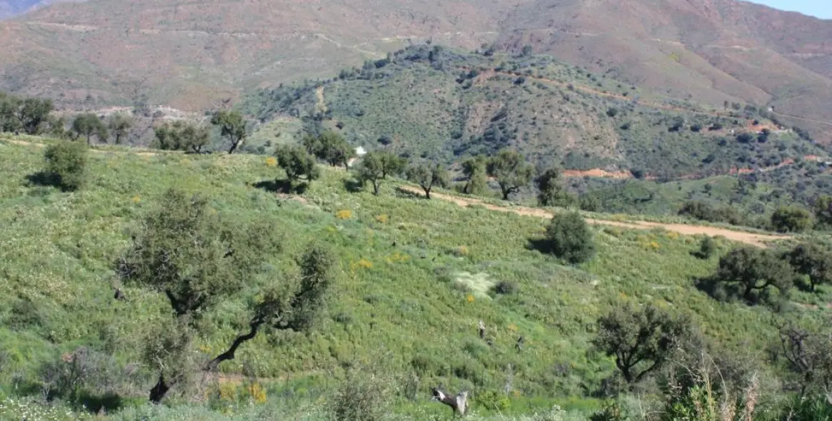 Продажа  жилого участка в La Mairena 4