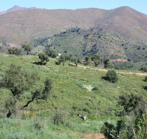 Продажа  жилого участка в La Mairena