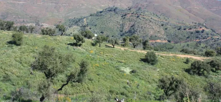 Продажа  жилого участка в La Mairena 3