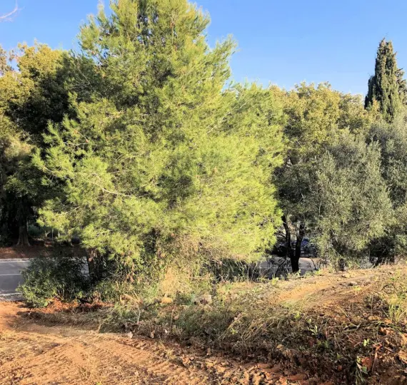 Venta de parcela residencial en Sotogrande Alto