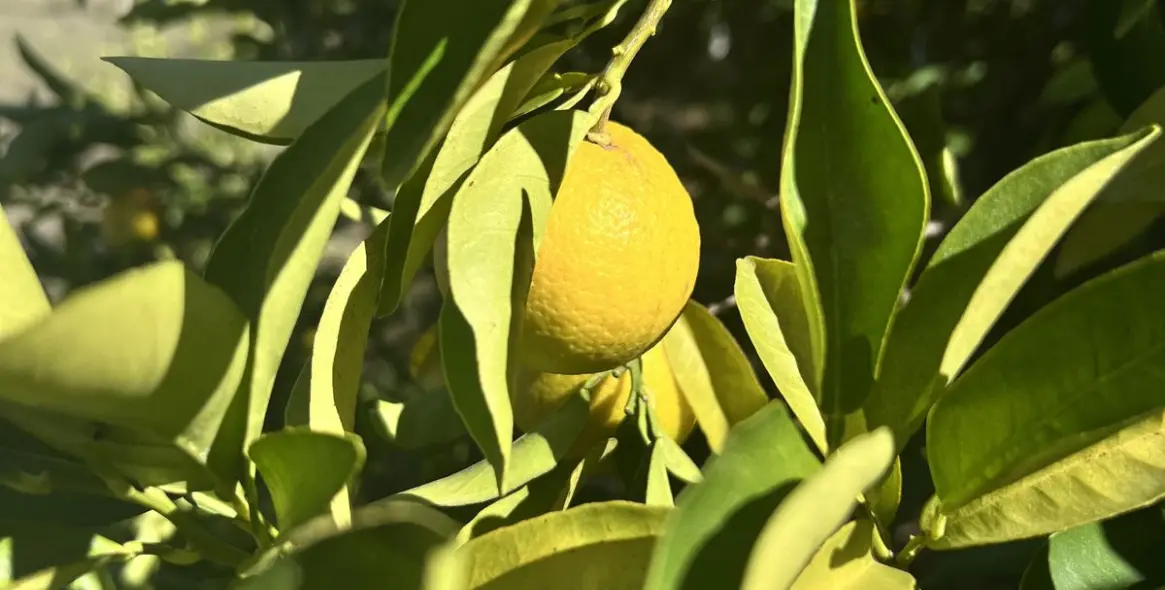 Sale of finca - cortijo in New Golden Mile 18