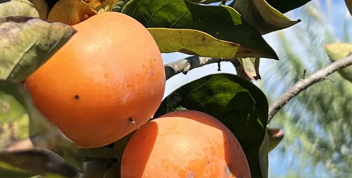 Sale of finca - cortijo in New Golden Mile 21