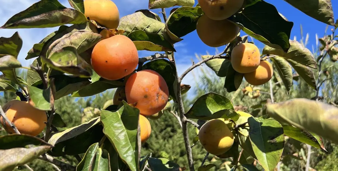 Sale of finca - cortijo in New Golden Mile 22