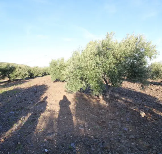 Venta de parcela residencial en Benajarafe