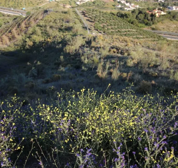 Venta de parcela residencial en Benajarafe