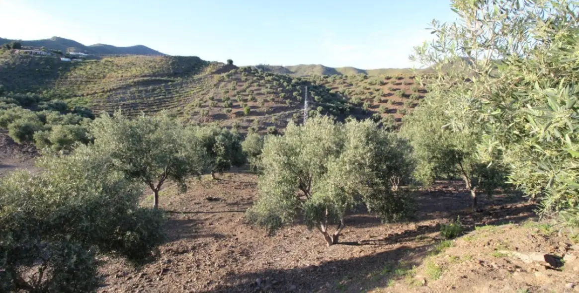 Продажа  жилого участка в Benajarafe 6