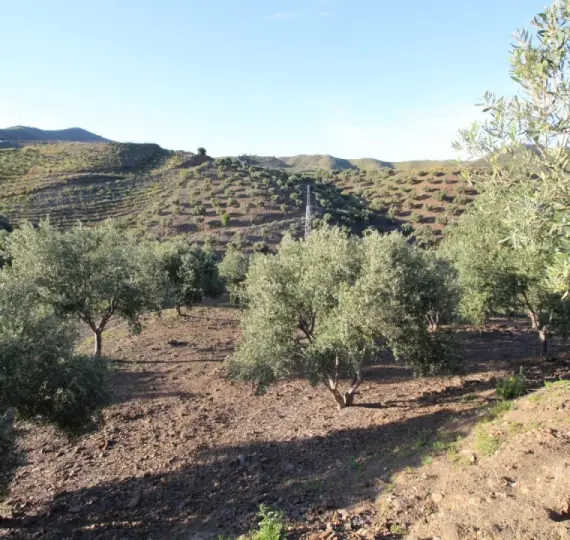 Venta de parcela residencial en Benajarafe