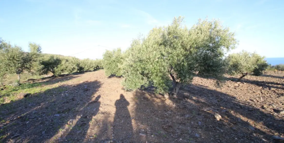 Продажа  жилого участка в Benajarafe 8