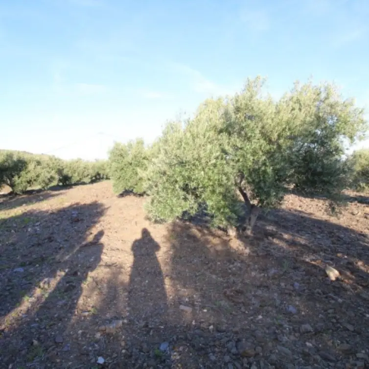 Sale of residential plot in Benajarafe