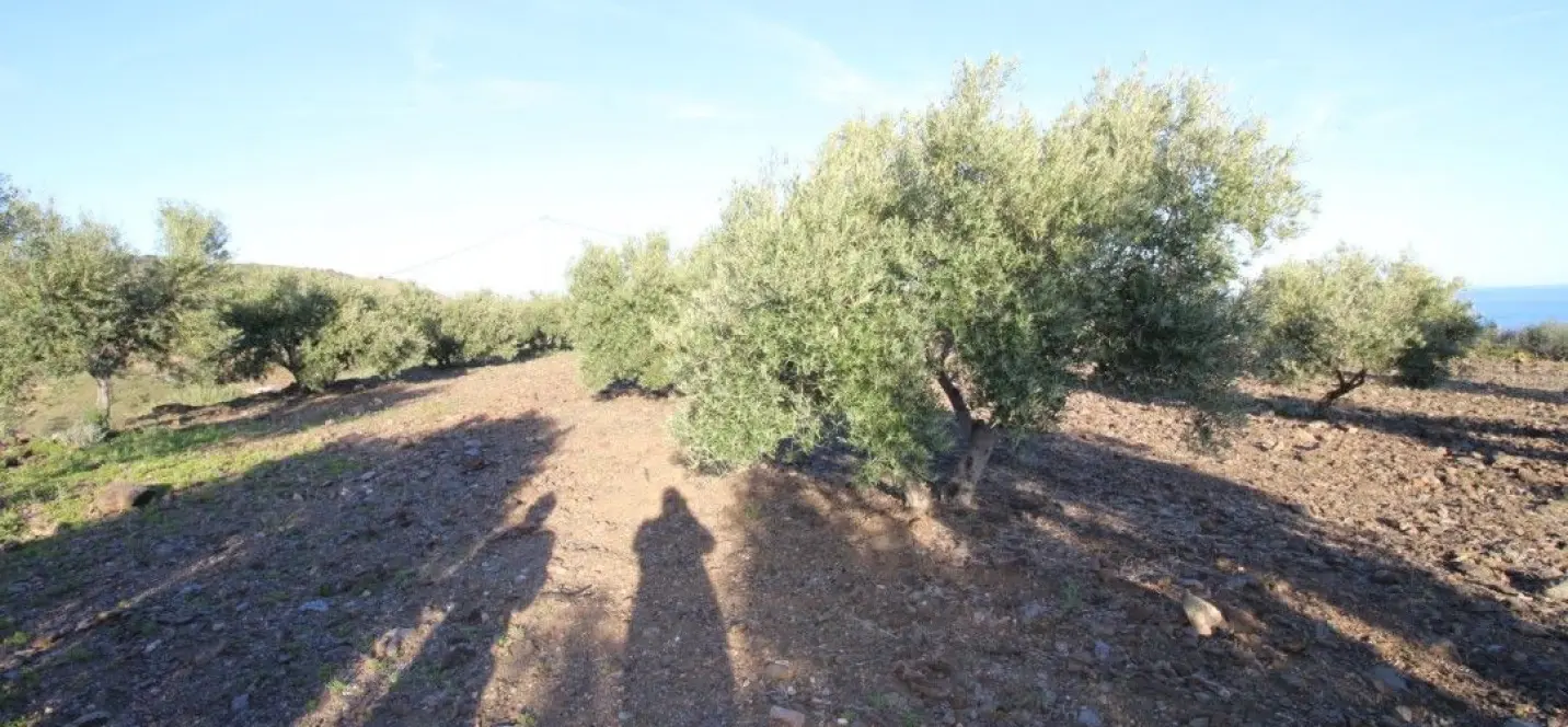 Sale of residential plot in Benajarafe 1