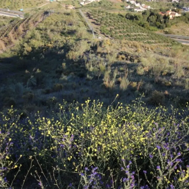 Sale of residential plot in Benajarafe