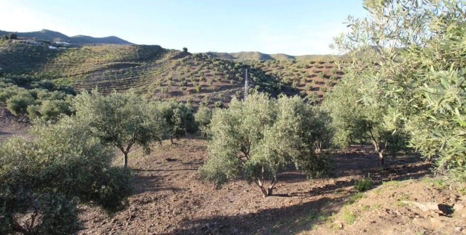 Sale of residential plot in Benajarafe 6