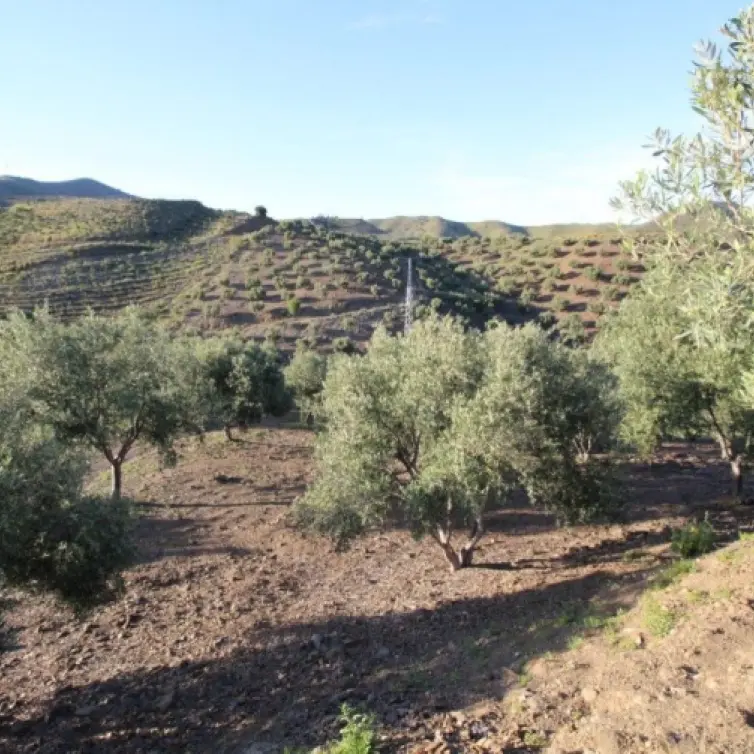 Sale of residential plot in Benajarafe