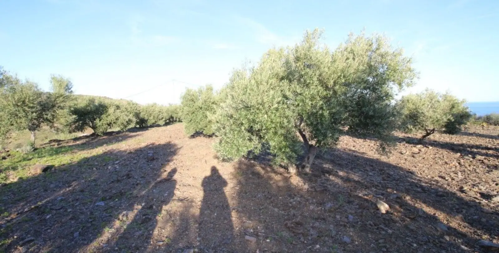 Sale of residential plot in Benajarafe 7