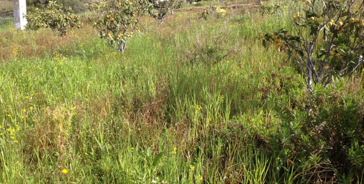 Venta de parcela residencial en 2º Línea de Playa 11