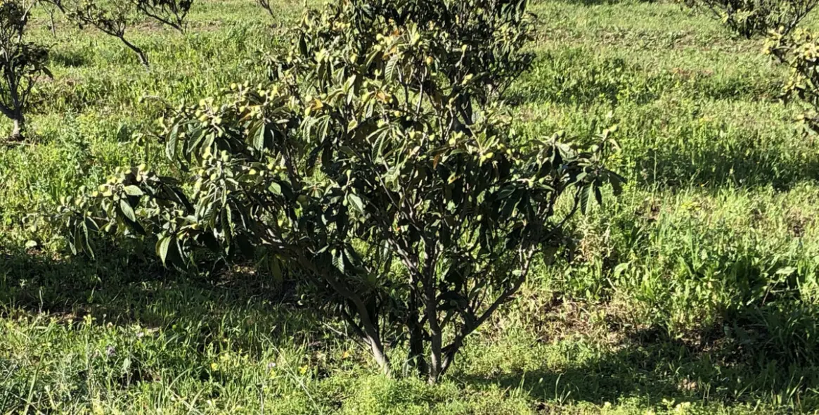 Продажа  жилого участка в 2º Línea de Playa 18