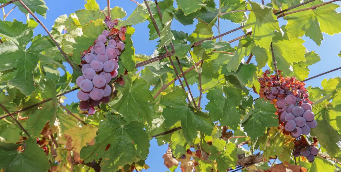 Sale of detached villa in Guaro 39