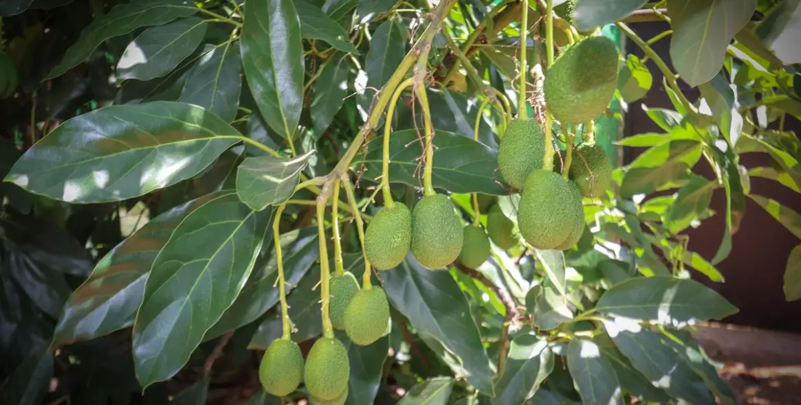 Sale of farm in Monda 5