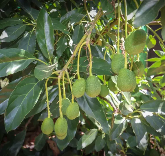 Продажа фермы в Monda