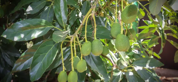 Продажа фермы в Monda 4