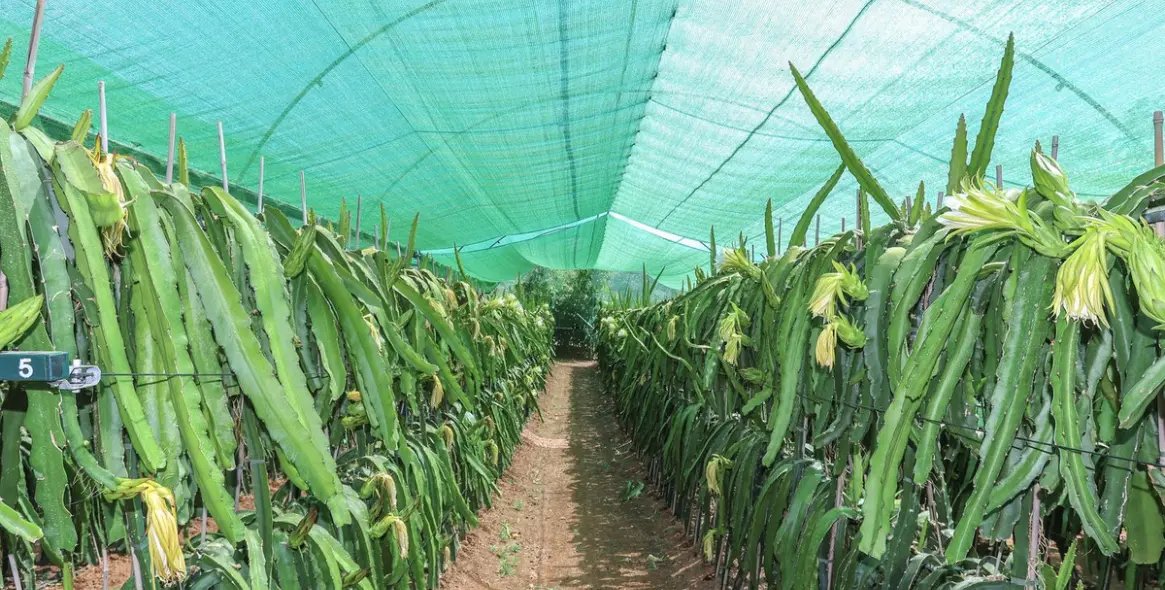 Sale of farm in Monda 6