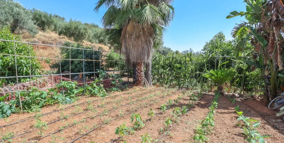 Sale of farm in Monda 27