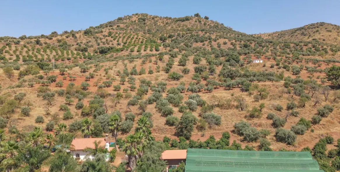 Sale of farm in Monda 34