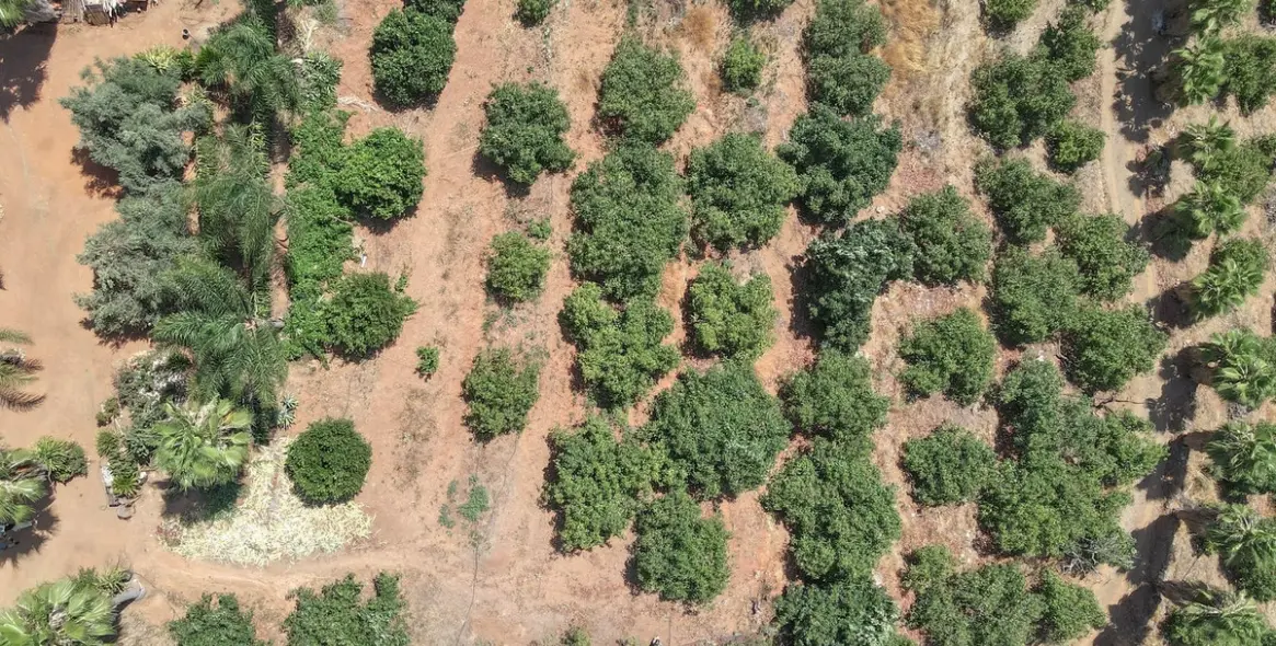 Sale of farm in Monda 36