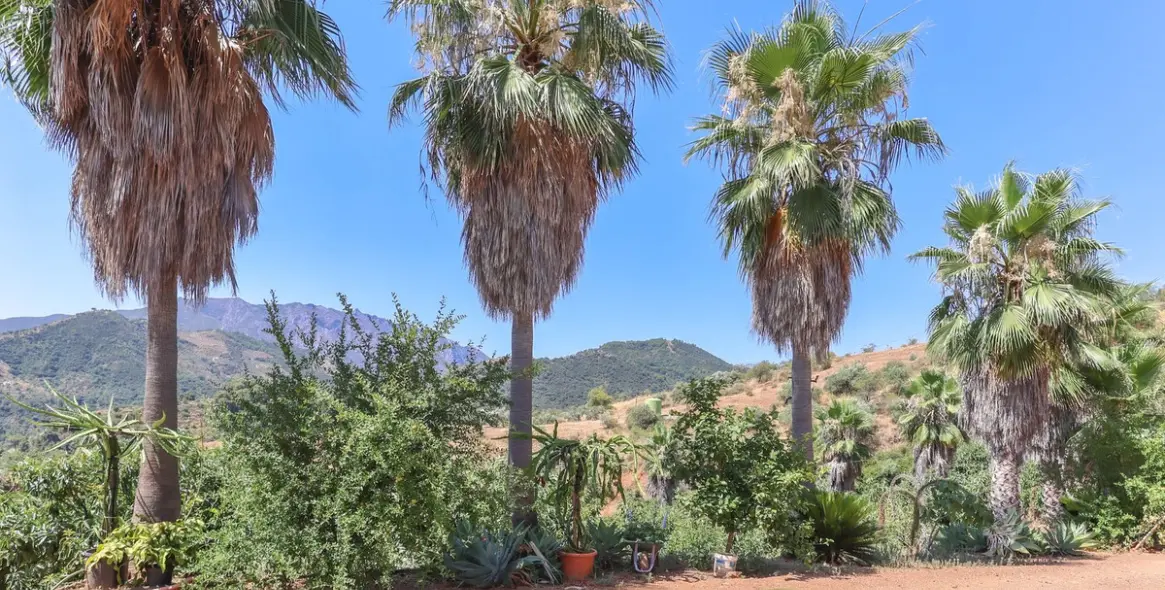 Sale of farm in Monda 37