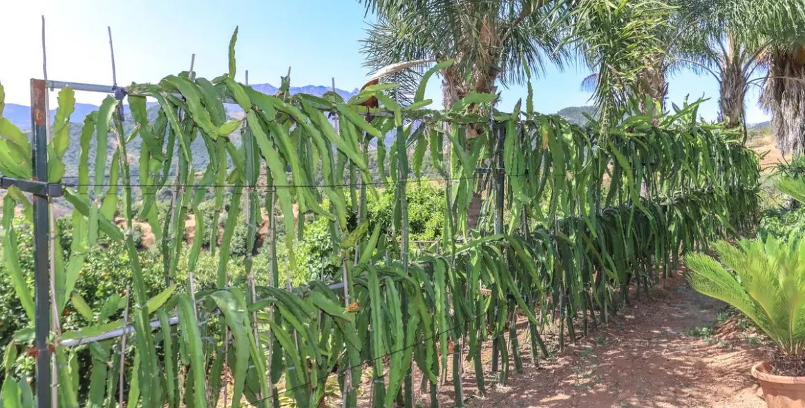 Sale of farm in Monda 40