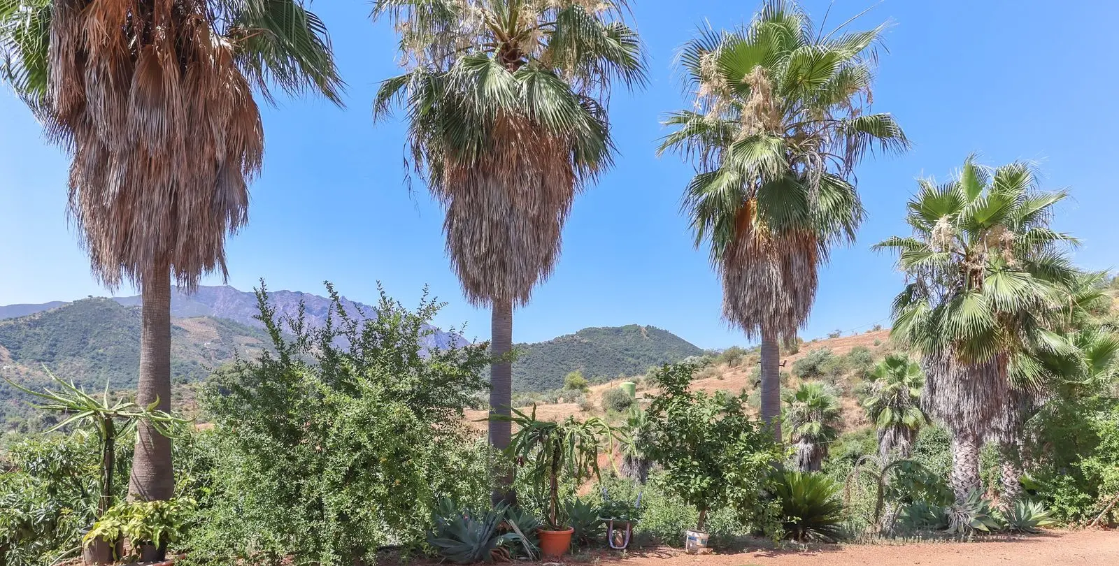 Sale of farm in Monda 37
